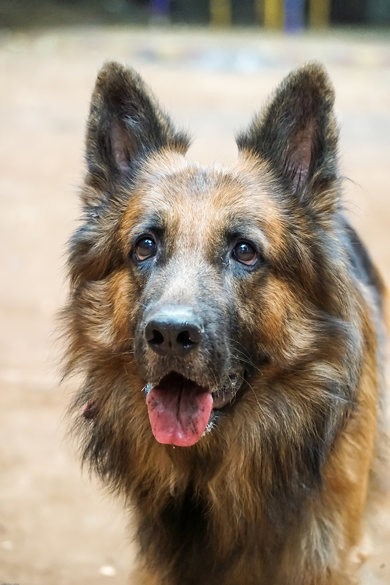 German Shephard stock images